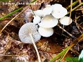 Hemimycena cucullata-amf1328-1